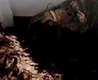Dode Bigfoot