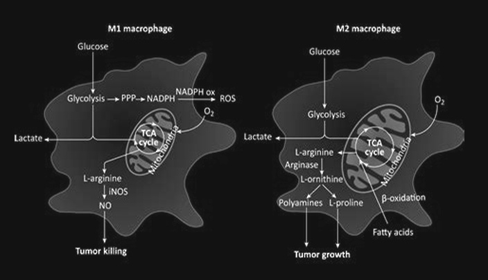 Voedingspatroon met veel carotenoiden vermindert kans op darm- en rectaalkanker