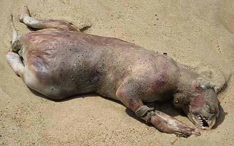 Monster spoelt aan op Amerikaans strand