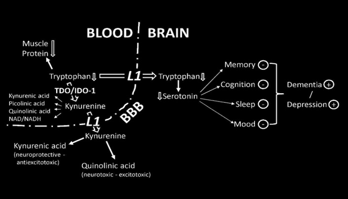 In deze dosering verbetert L-tryptofaan je humeur